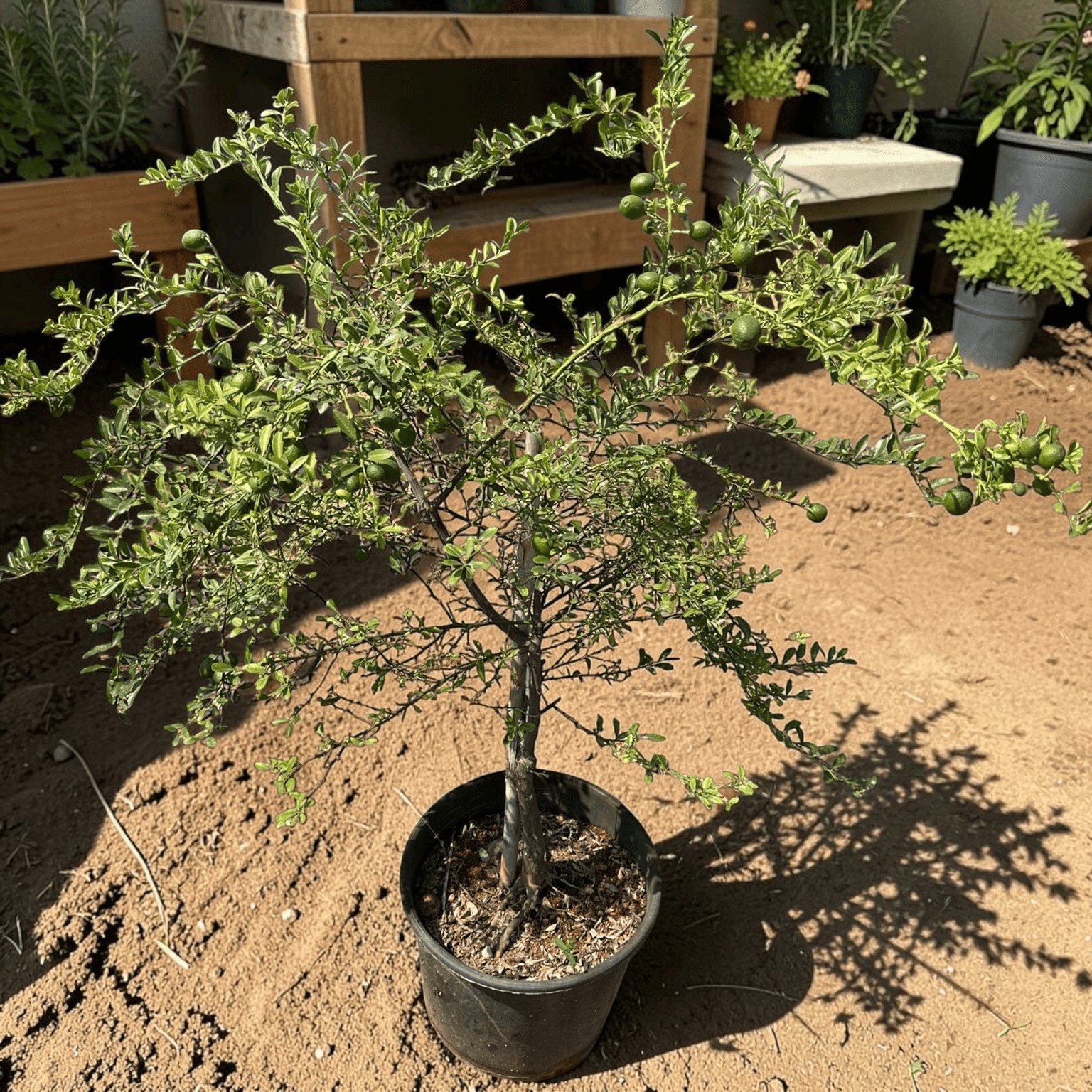 5 Yaş Aşılı Finger Lime COLLETTE, Torbada