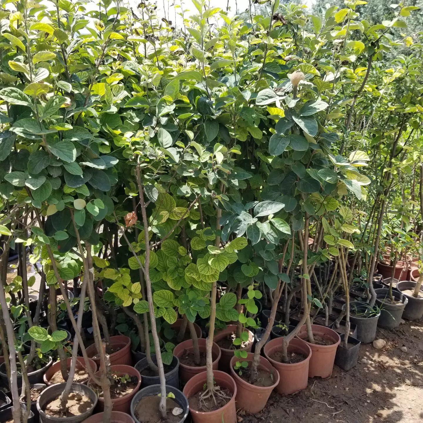 7 Yaş Aşılı Ekmek Ayva Fidanı , Saksıda