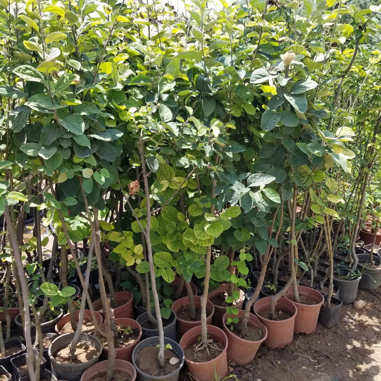7 Yaş Aşılı Eşme Ayva Fidanı , Saksıda