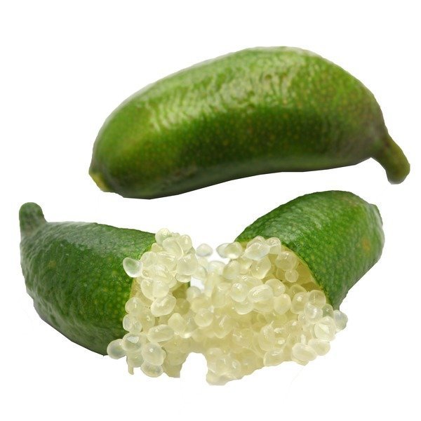 Berke Fidancılık 6 Yaş Aşılı Finger Lime (Parmak Limon) Fidanı – Torbada | Egzotik Narenciye Türü