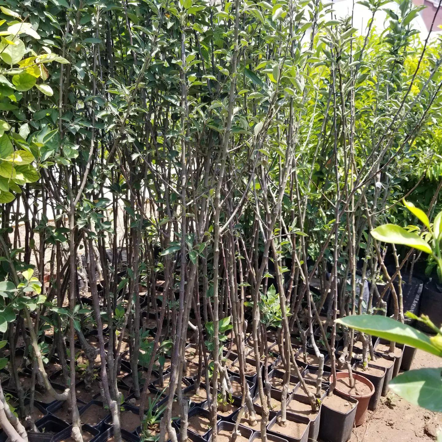 3 Yaş, Aşılı Elma Fidanı FUJİ ZHEN AZTEC, Torbada