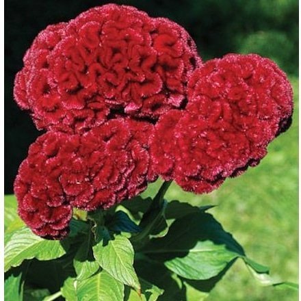 Horoz%20İbiği%20Çiçeği%20Tohumu%201%20PAKET%20(100%20adet)