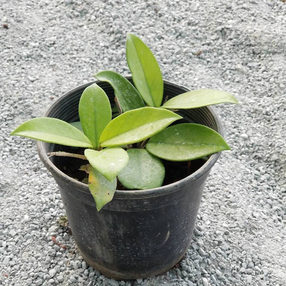 Hoya Cornosa - Mum Çiçeği, Saksıda