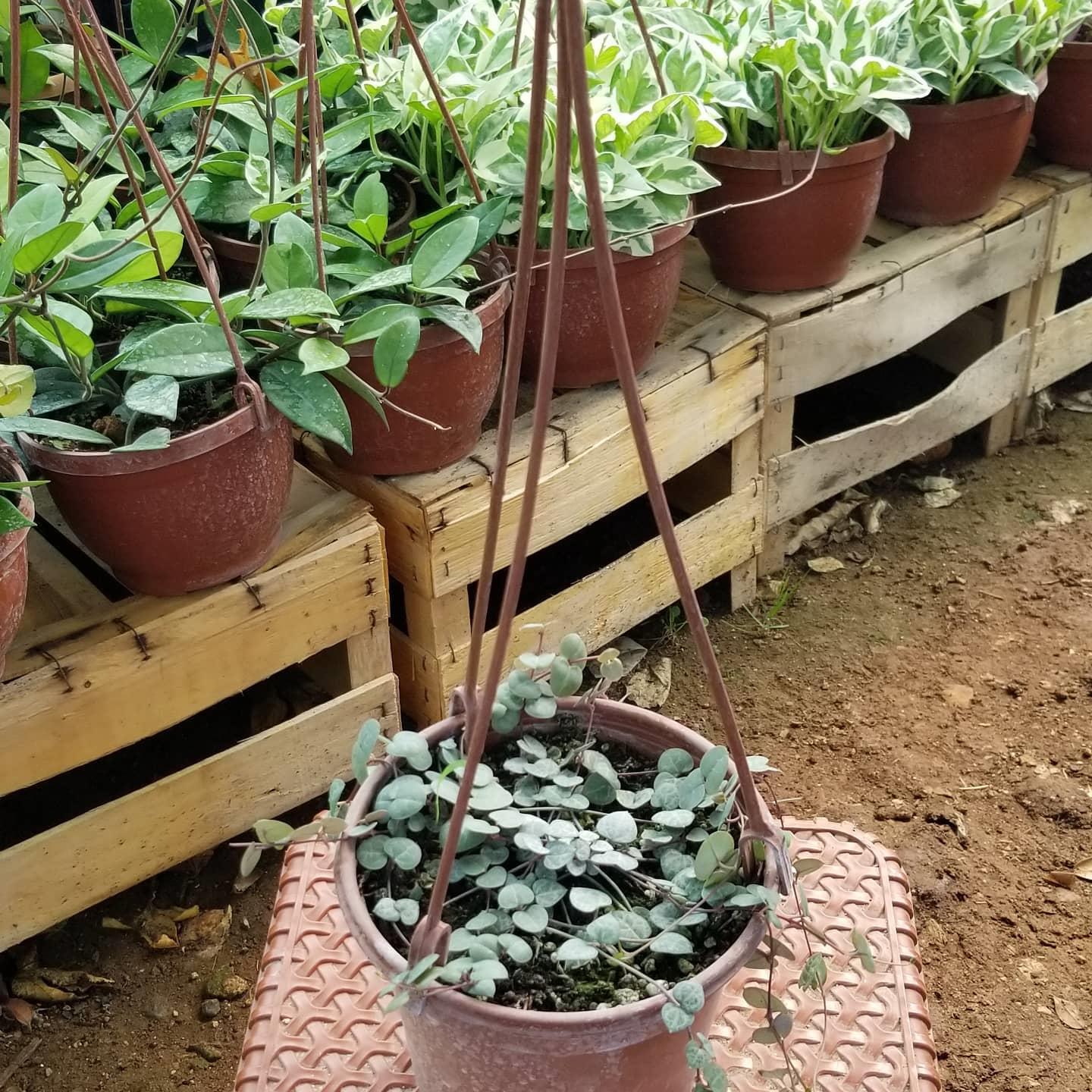 Kalp Kalbe Karşı Çiçeği (Ceropegia woodii) Sarkaç Saksıda