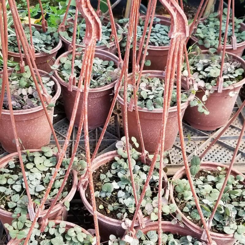 Kalp Kalbe Karşı Çiçeği (Ceropegia woodii) Sarkaç Saksıda