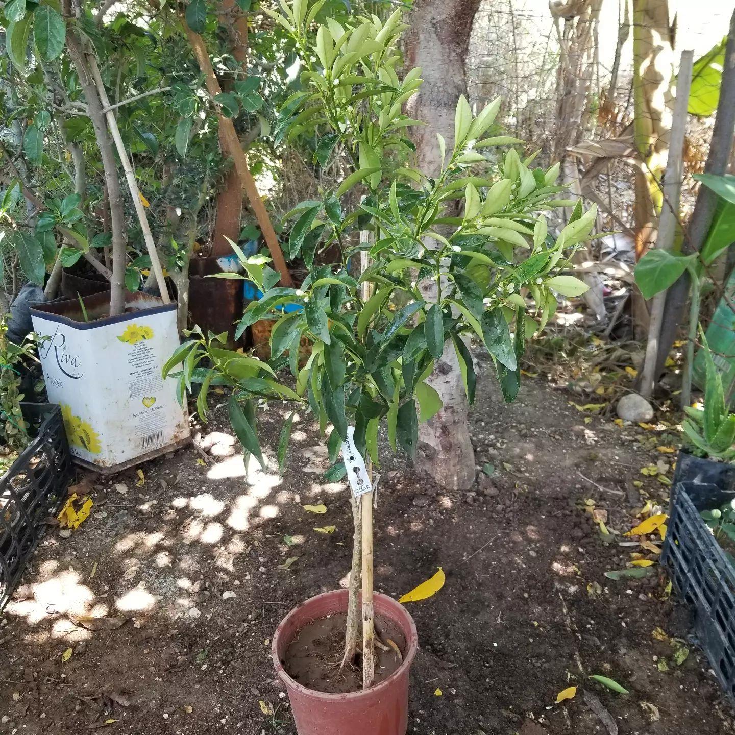 3 Yaş Aşılı Kamkat Süs Portakalı Fidanı, Saksıda