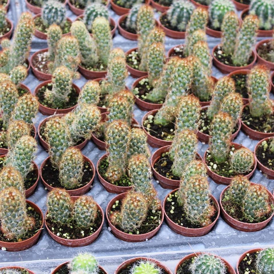Kızıl Kaktüs - Radyasyon Düşmanı, 5.5 Cm Saksıda