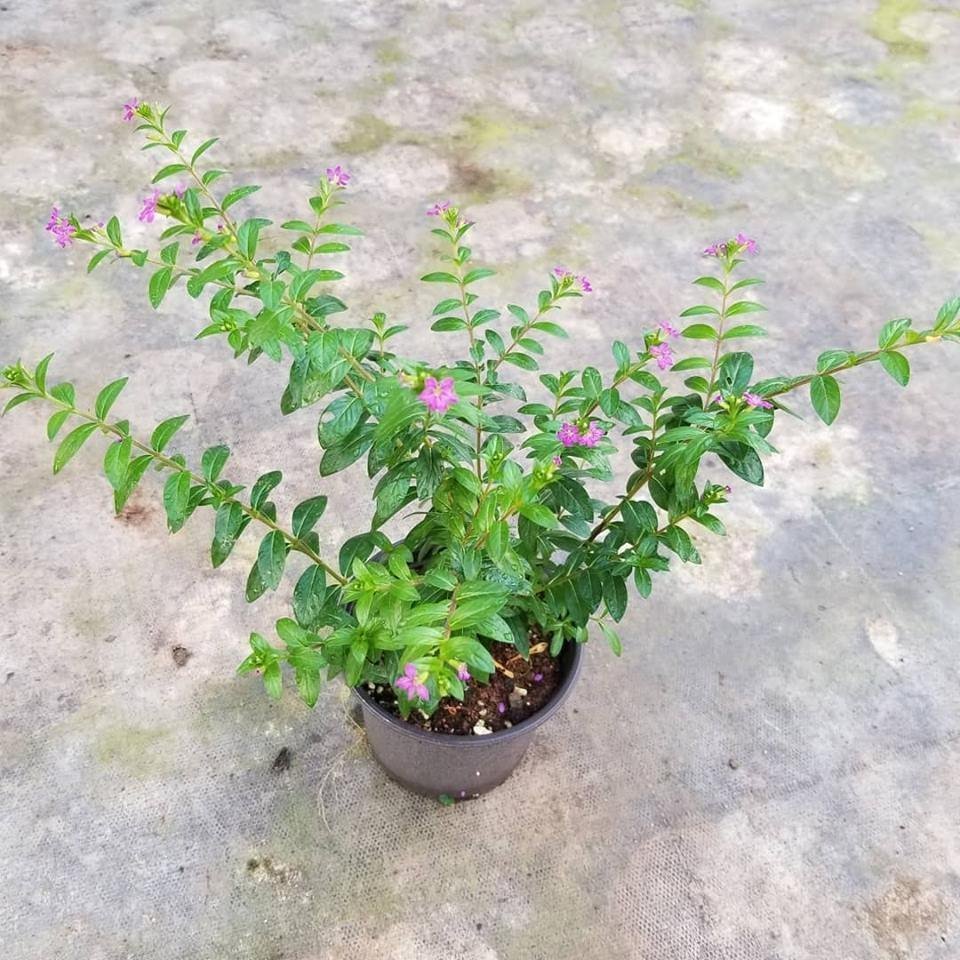 Kufeya Cennet Çiçeği (Mor Çiçekli Cuphea Hyssopifolia), Saksıda