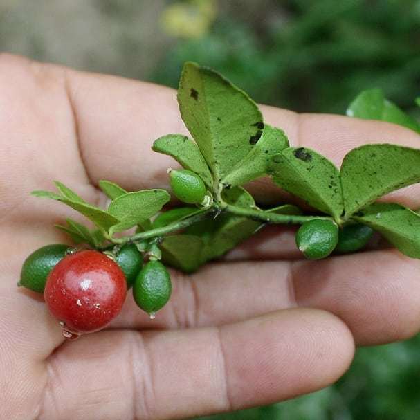 6 Yaş Aşılı Limeberry Limon Fidanı, Torbada