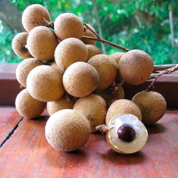 2 Yaş Longan Fidesi (Ejder Gözü)