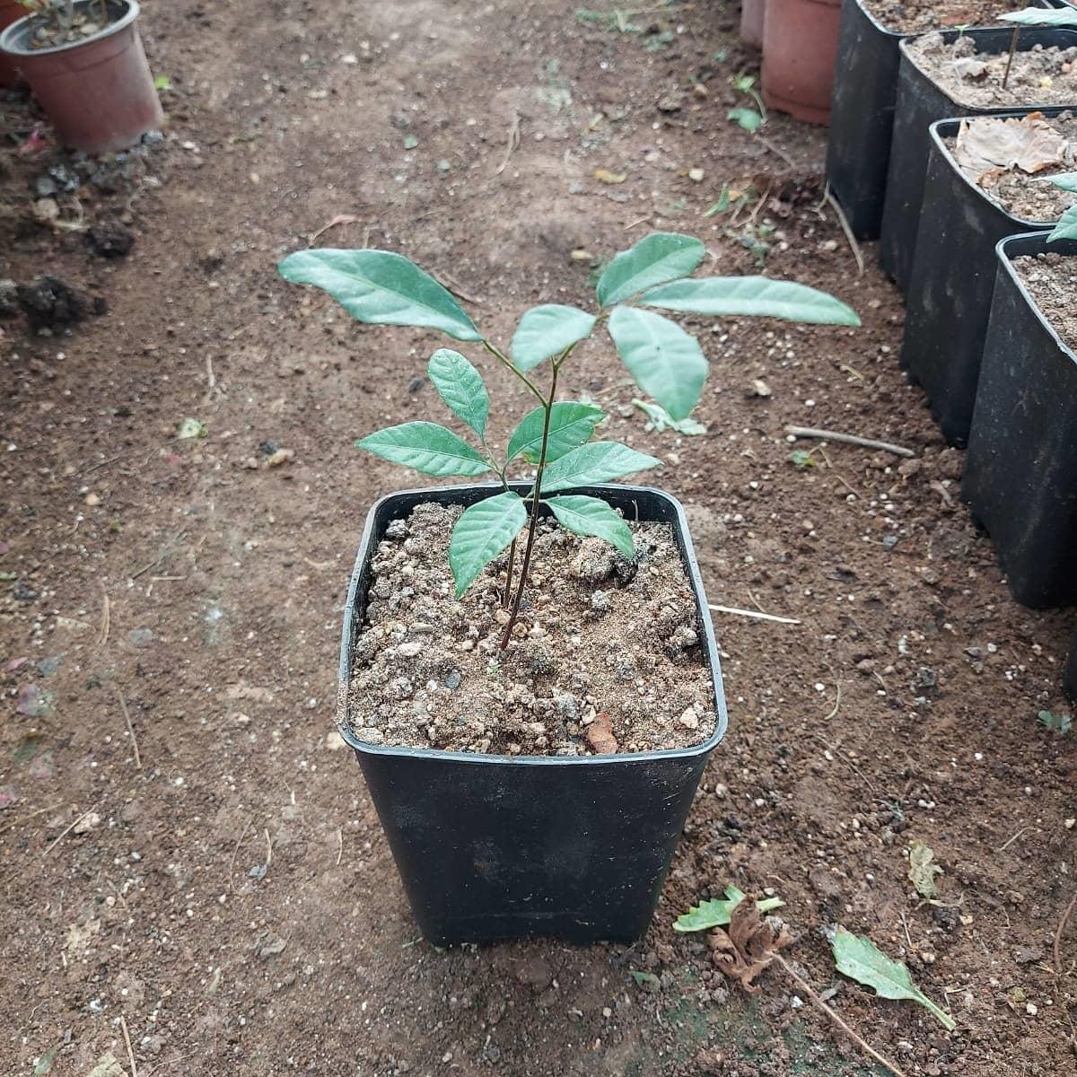 2%20Yaş%20Longan%20Fidesi%20(Ejder%20Gözü)