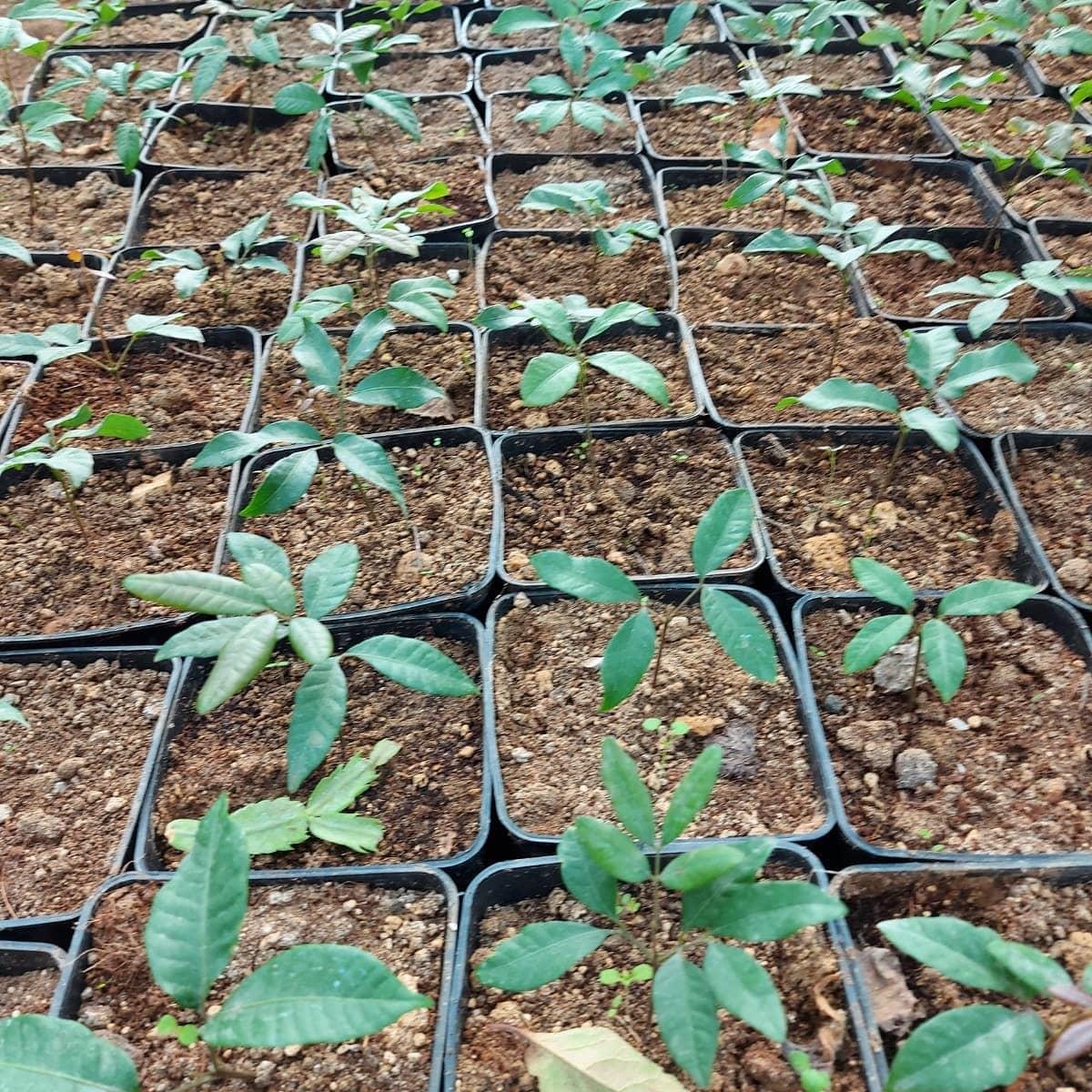 2%20Yaş%20Longan%20Fidesi%20(Ejder%20Gözü)
