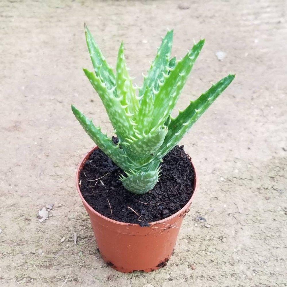 nature's secret aloe vera gel Aloe Vera Gel