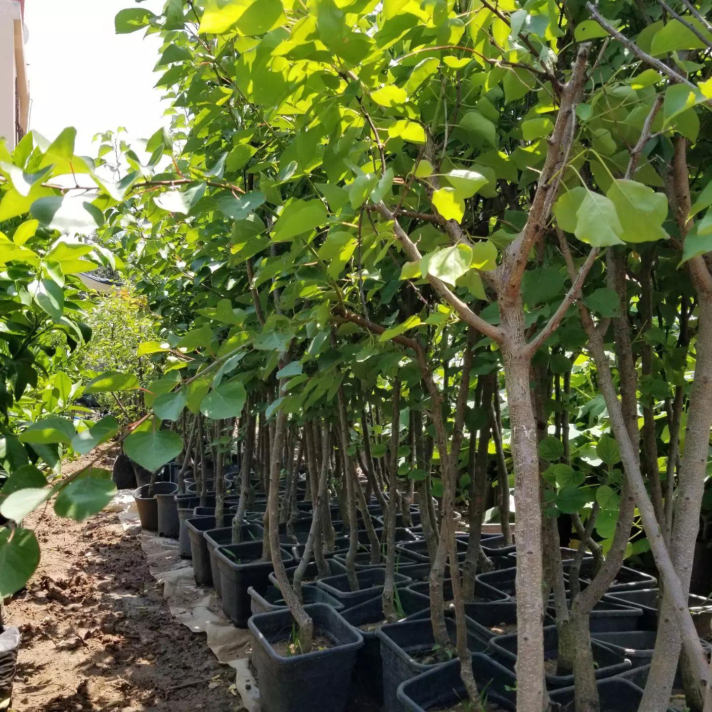 4 Yaş Aşılı Ninfa Erkenci Kayısı Fidanı, Saksıda