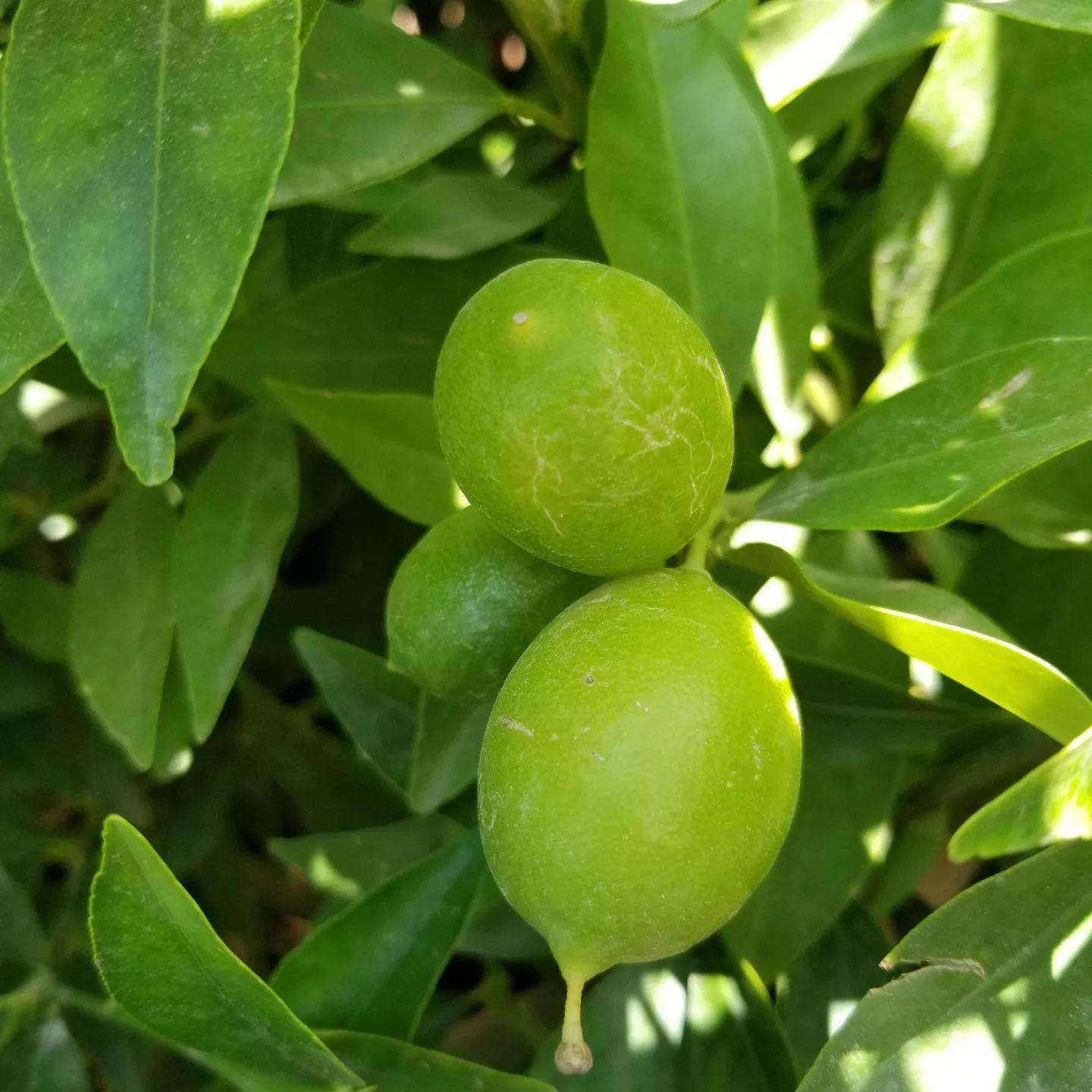 6 Yaş Aşılı Fukushu (Obovata) İri Kamkat Fidanı | Koleksiyonluk Gelişmiş Narenciye Ağacı