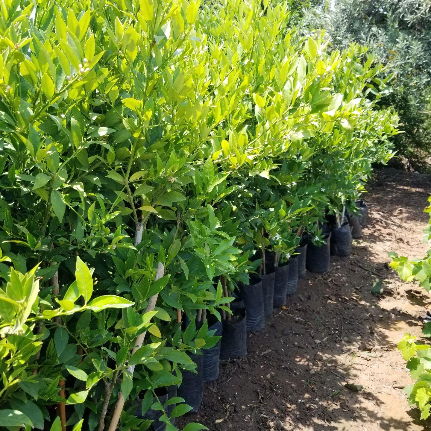 6 Yaş Aşılı Fukushu (Obovata) İri Kamkat Fidanı | Koleksiyonluk Gelişmiş Narenciye Ağacı