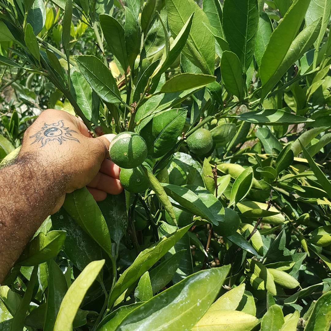 Aşılı Kamkat, Mandalina ve Yediveren Limon Fidanı Seti | 3’lü Narenciye Paketi Torbalı