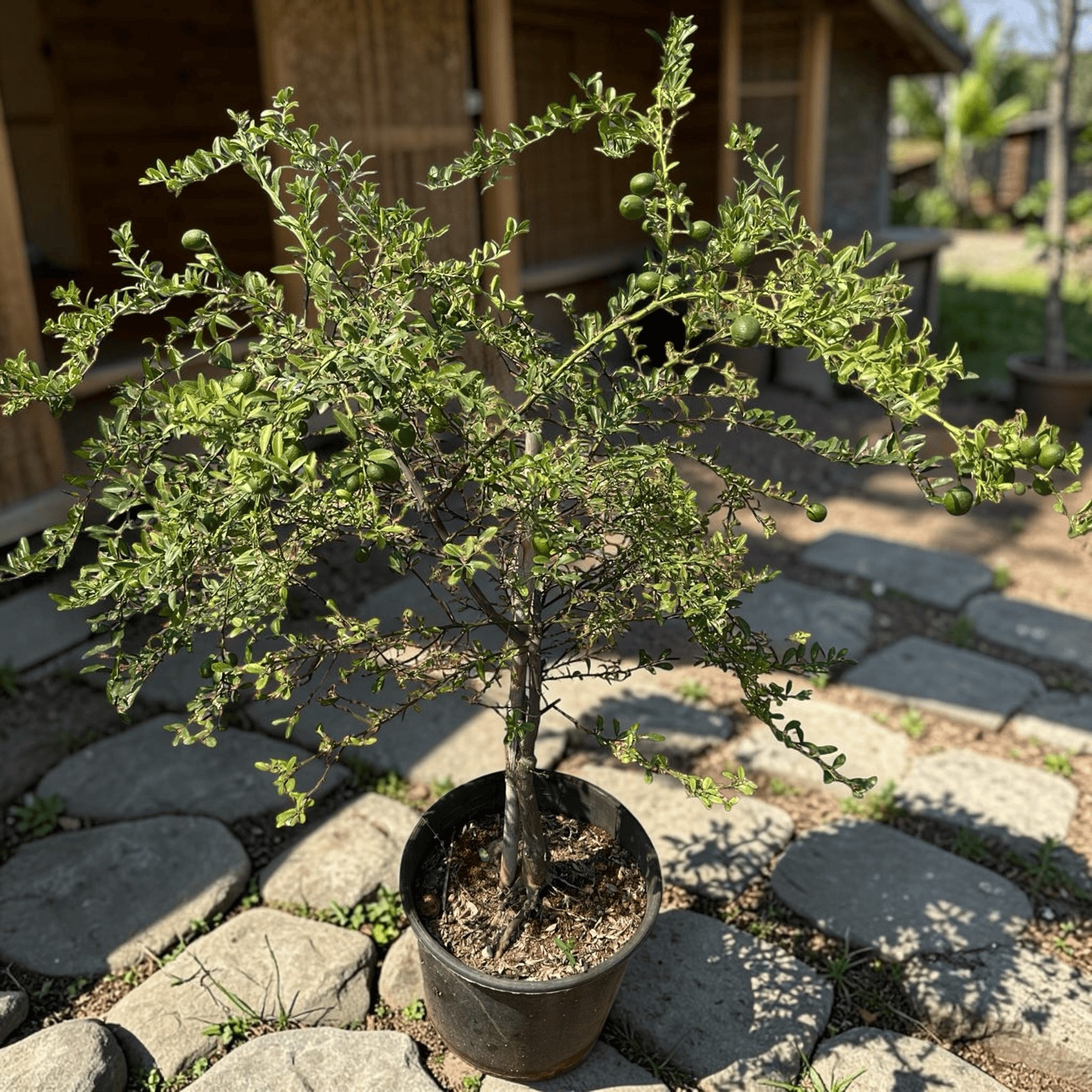 5 Yaş Aşılı Finger Lime SUNSHINE YELLOW, Torbada