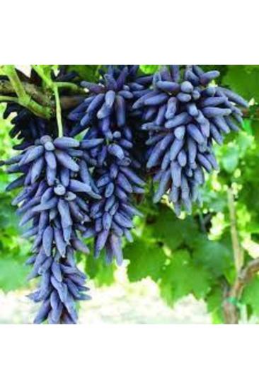 1 Adet Tüplü Üzüm Fidanı(cadı Parmagı) 1 Yaşında Aşılı