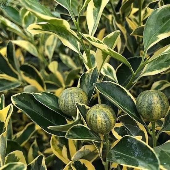 6 Yaş Aşılı Alacalı Calamondin Süs Mandalinası Fidanı, Saksıda