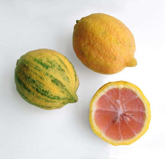 4 Yaş Aşılı Tropikal Pembe Alacalı Limon Fidanı, Torbada