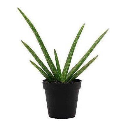 2 Yaş Aloevera Fidanı, Torbalı ve Tüketime Uygun