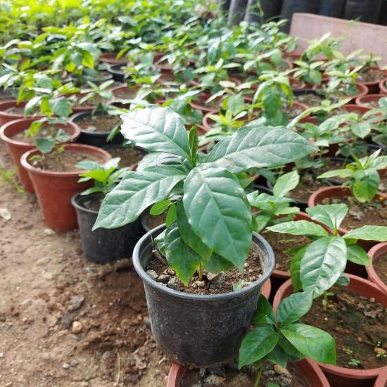 2 Yaş Arabica Kahve Fidesi, Saksıda