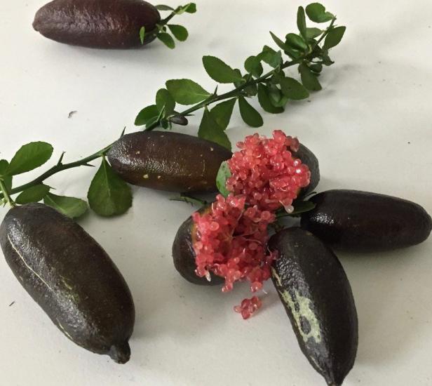 Finger Lime BYRON SUNSHIRE (Bize Özel Sınırlı Stok)