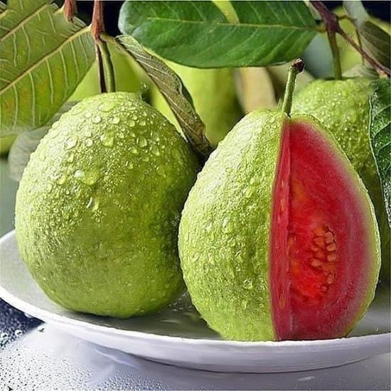 Bodur Kırmızı Guava Fidanı, Saksıda