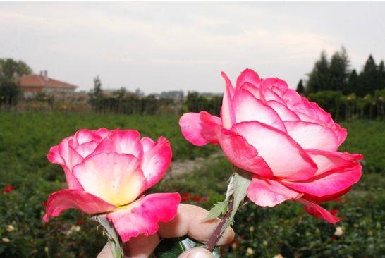 Tüplü Aşılı Yediveren Rozguçar Pembe Beyaz Gül Fidanı