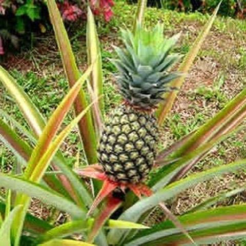 Saksıda Ananas Meyvesi Fidanı (Sugarloaf Cinsi)