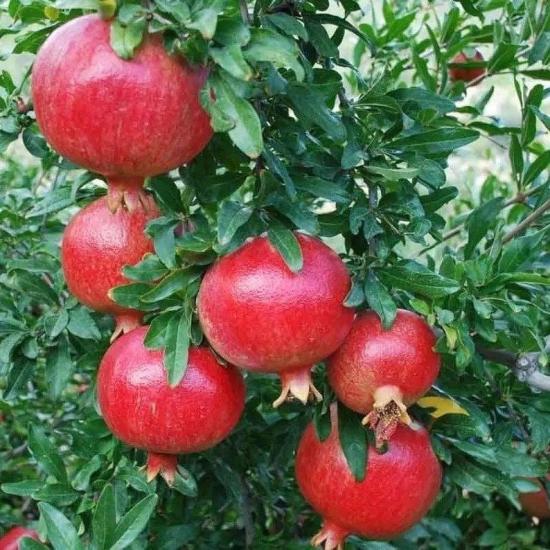 Tüplü Erkenci Özel Göksu Nar Fidanı