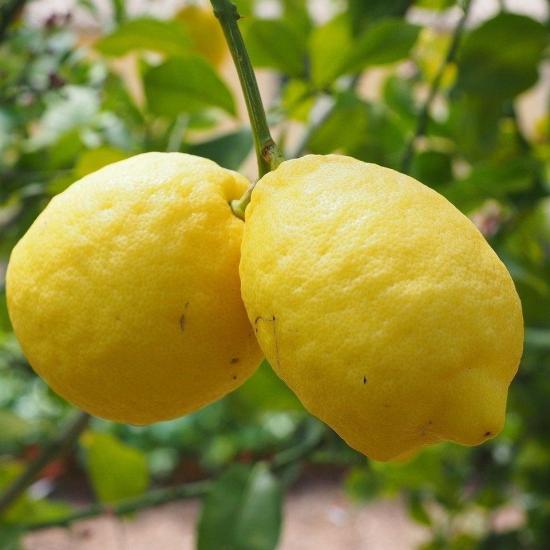 Nadir Kütdiken Tüplü Limon Fidanı