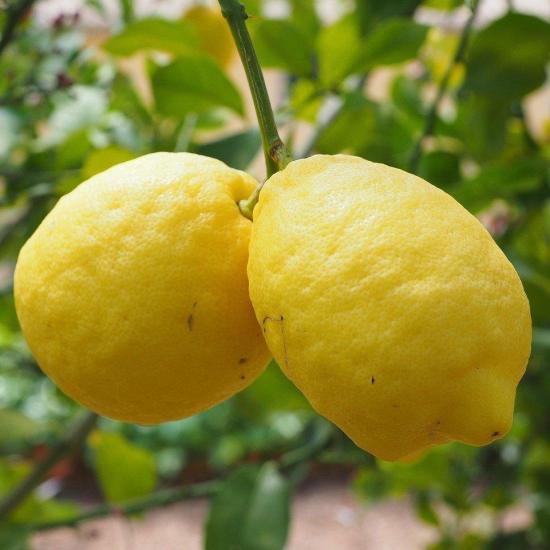 Nadir Bulunan Yarı Bodur Kütdiken Tüplü Limon Fidanı