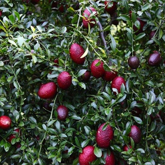 Nadir Tüplü Red (Kırmızı) Australian Blood Limon Fidanı