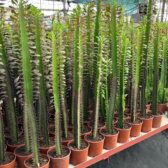 50 cm ve Üzeri Boyda Sınırlı Sayıda 10.5lik Saksıda, Euphorbia Trigona Red - Afrika Süt Ağacı Kaktüsü
