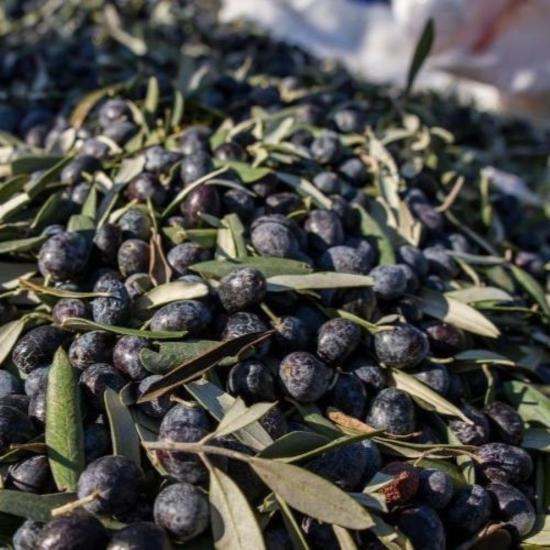 Yağlık ve Yemelik Tüplü Elazığ Zeytini Fidanı