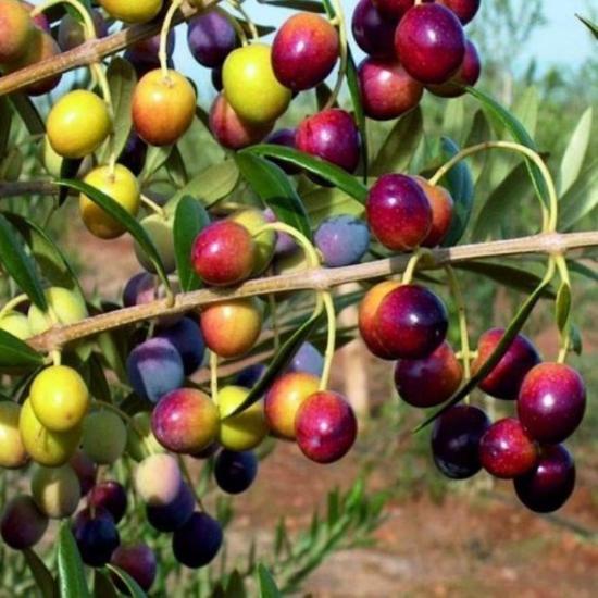 Yüksek Verimli Tüplü Yağlık ve Sofralık Yalova Zeytini Fidanı