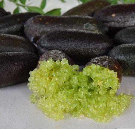 Finger Lime COLLETTE (Bize Özel Sınırlı Stok)