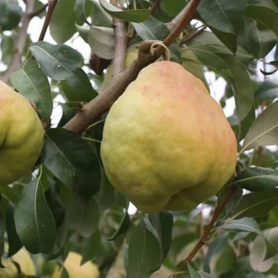 3 Yaş Aşılı Deveci Armut Fidanı, Torbada