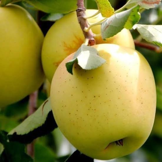 7 Yaş Aşılı Arap Golden Elma Fidanı , Saksıda
