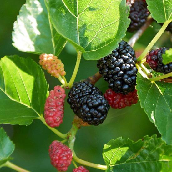 3 Yaş Aşılı Avusturalya Yediveren Karadut Fidanı, Torbada