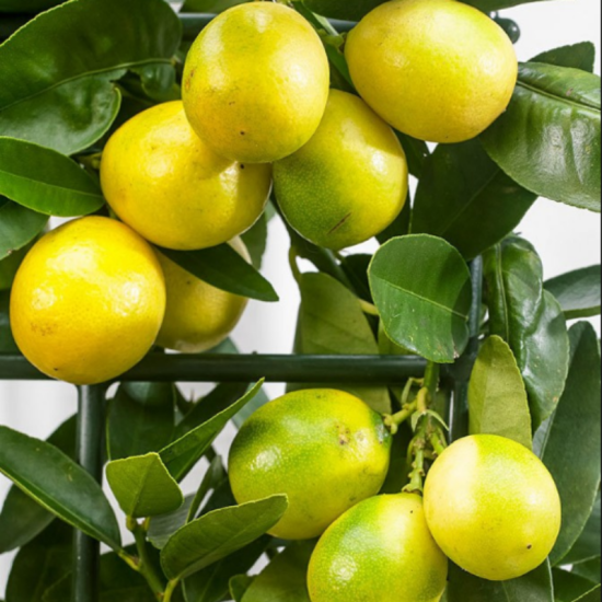 3 Yaş Aşılı LimonKamkat Fidanı, Torbada