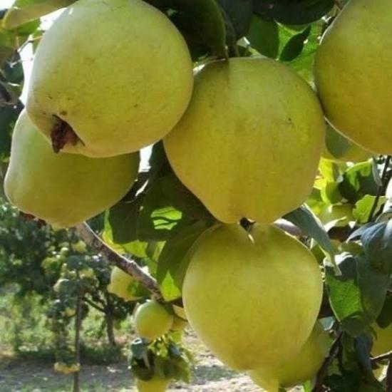 7 Yaş Aşılı Limon Ayva Fidanı , Saksıda