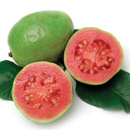 6 Yaş Pink Guava Fidanı, Saksıda