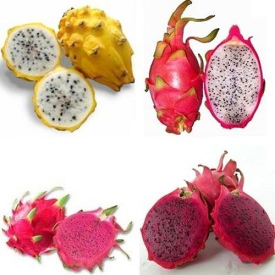 3 lü Pitaya Dragon Fruit Fidanı Seti  (Beyaz Kırmızı Sarı)