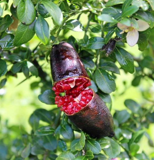 Finger Lime RED CHAMPAGNE(Bize Özel Sınırlı Stok)