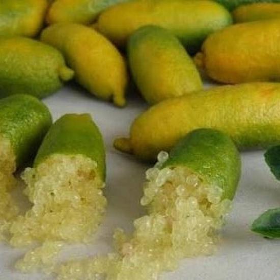 Finger Lime SUNSHINE YELLOW (Bize Özel Sınırlı Stok)