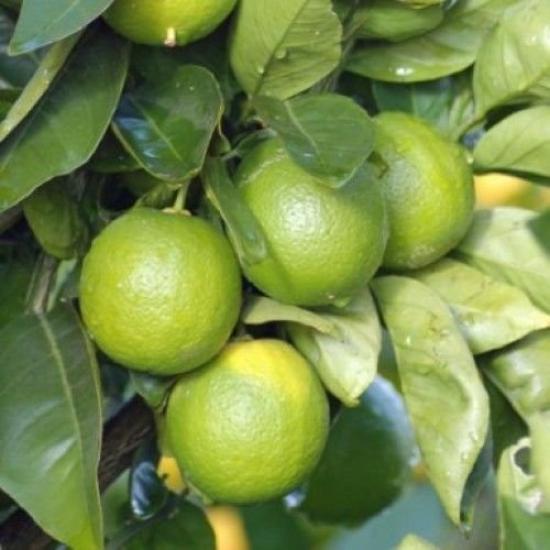 6 Yaş Aşılı Tahiti Lime Yeşil Limon Fidanı, Saksıda