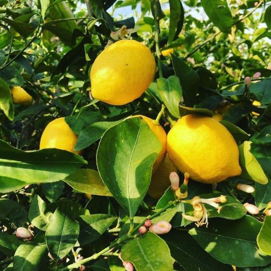 6 Yaş Aşılı Yediveren Limon Fidanı, Saksıda